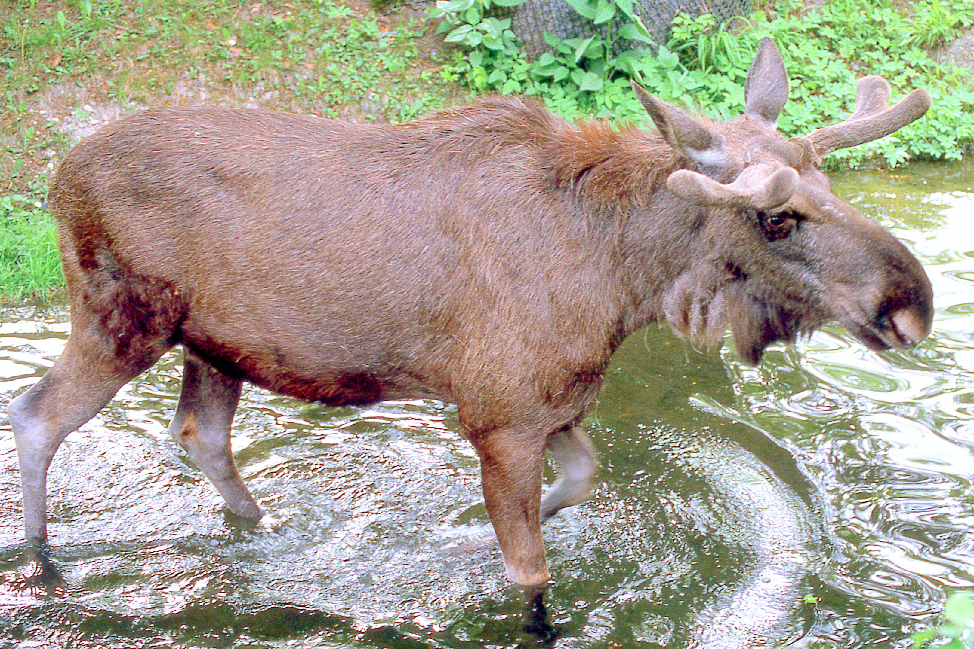 Moose; Munich; early 1990s