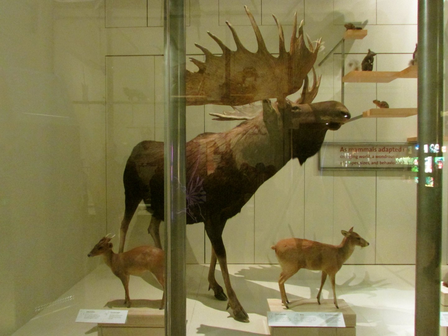 Moose, Muntjac & Chinese Water Deer
