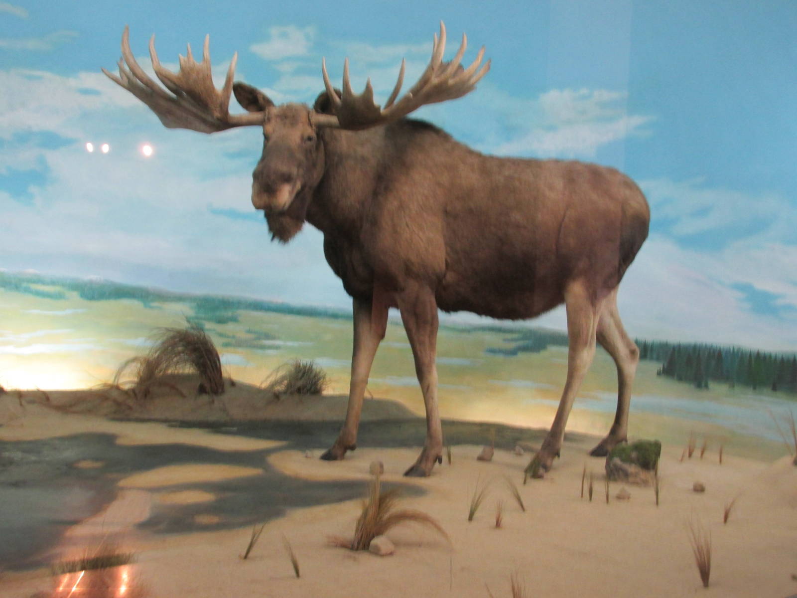 moose museo de historia natural