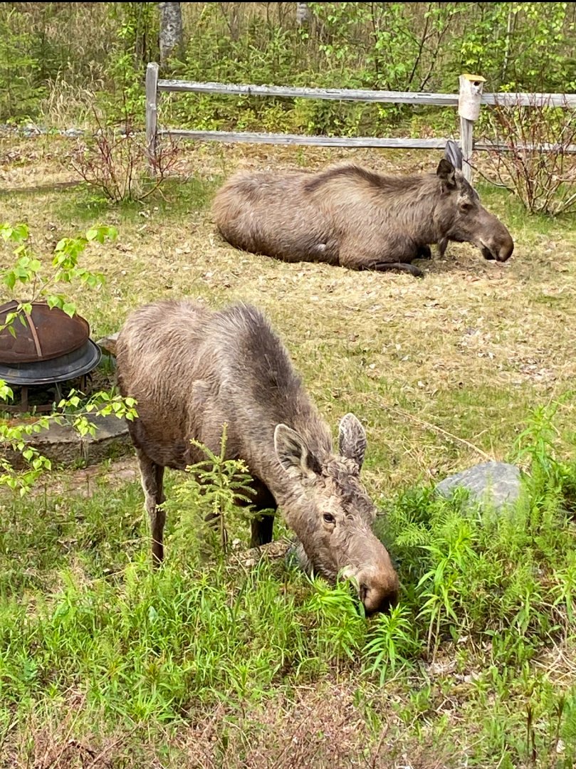 Moose - My Backyard, Alaska
