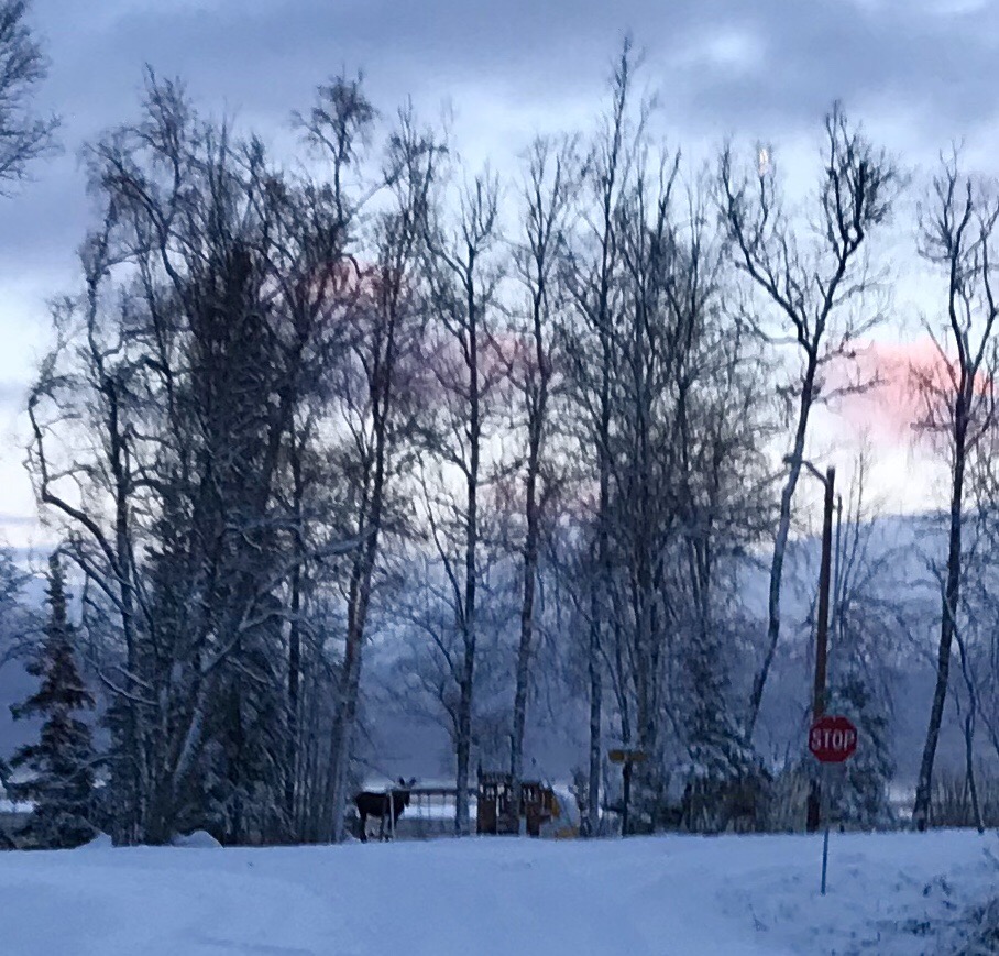 Moose next to the swing set.