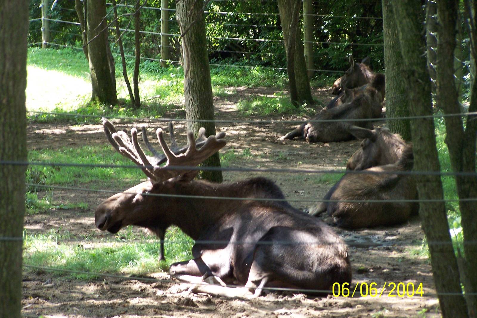 Moose ~ North America