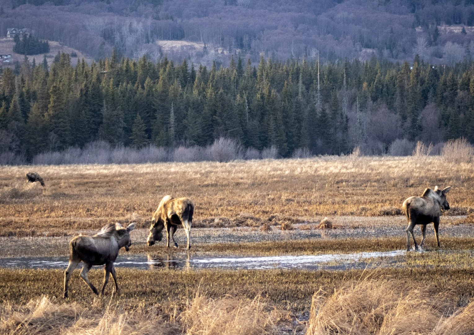 Moose on Beluga Slough - Alaska