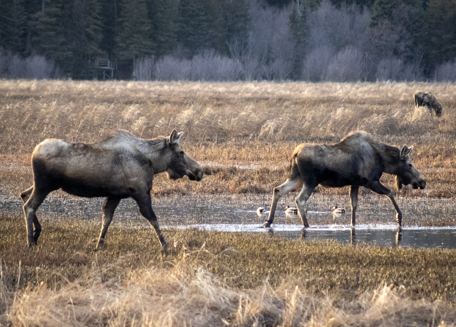 Moose on Beluga Slough - Alaska