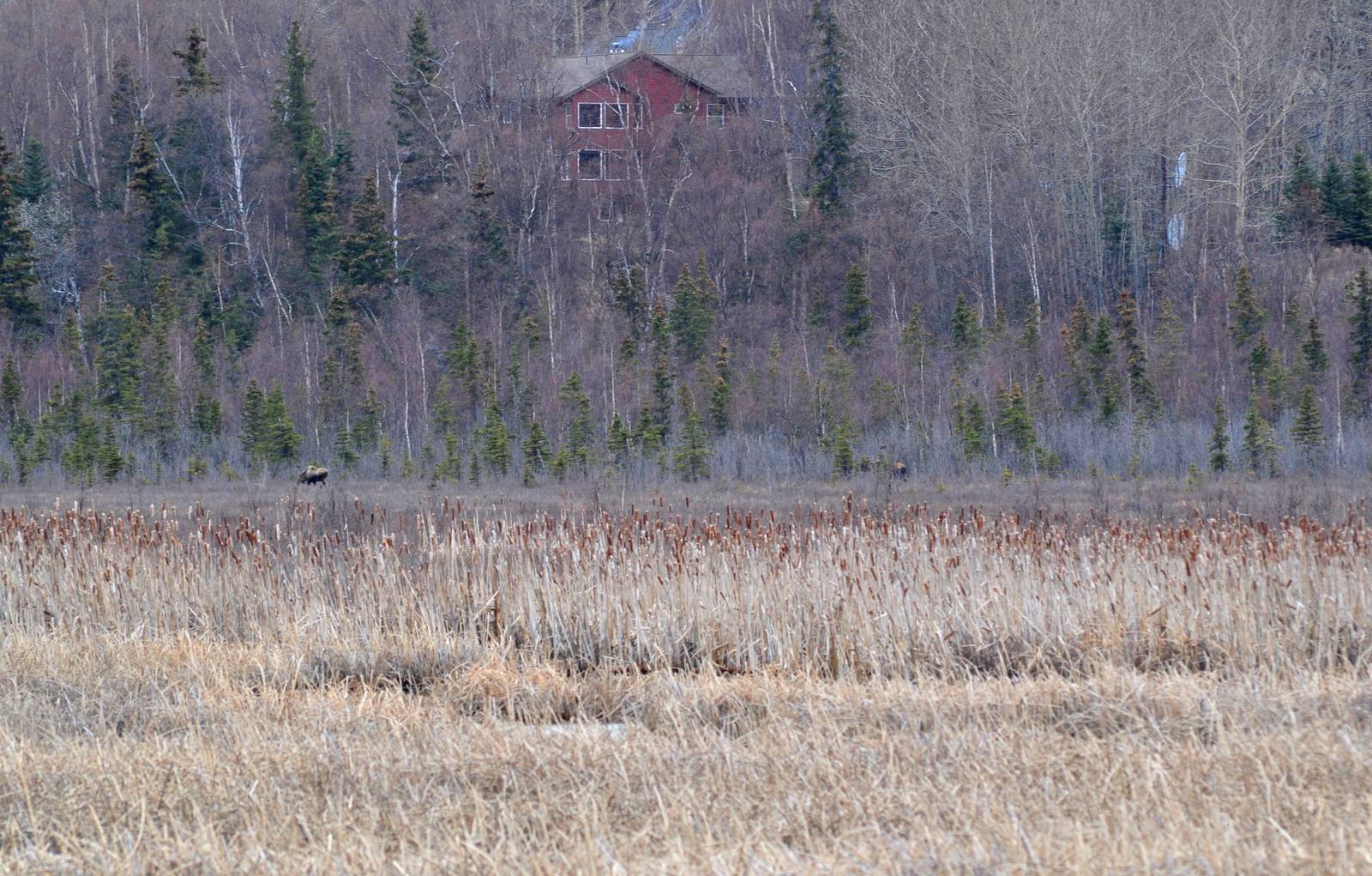 Moose on Potter Marsh - Alaska