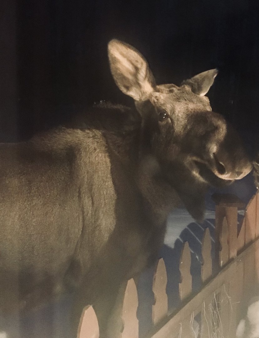 Moose outside my bedroom window.
