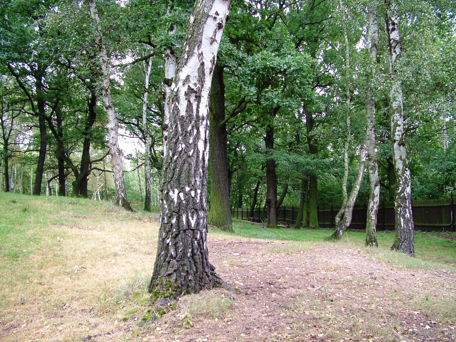Moose Paddock at Chomutov, 30/08/12
