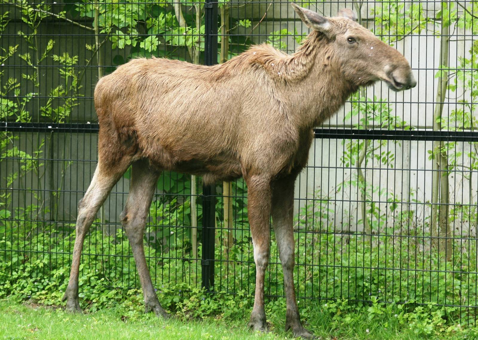 Moose; Planckendael; 11th May 2010