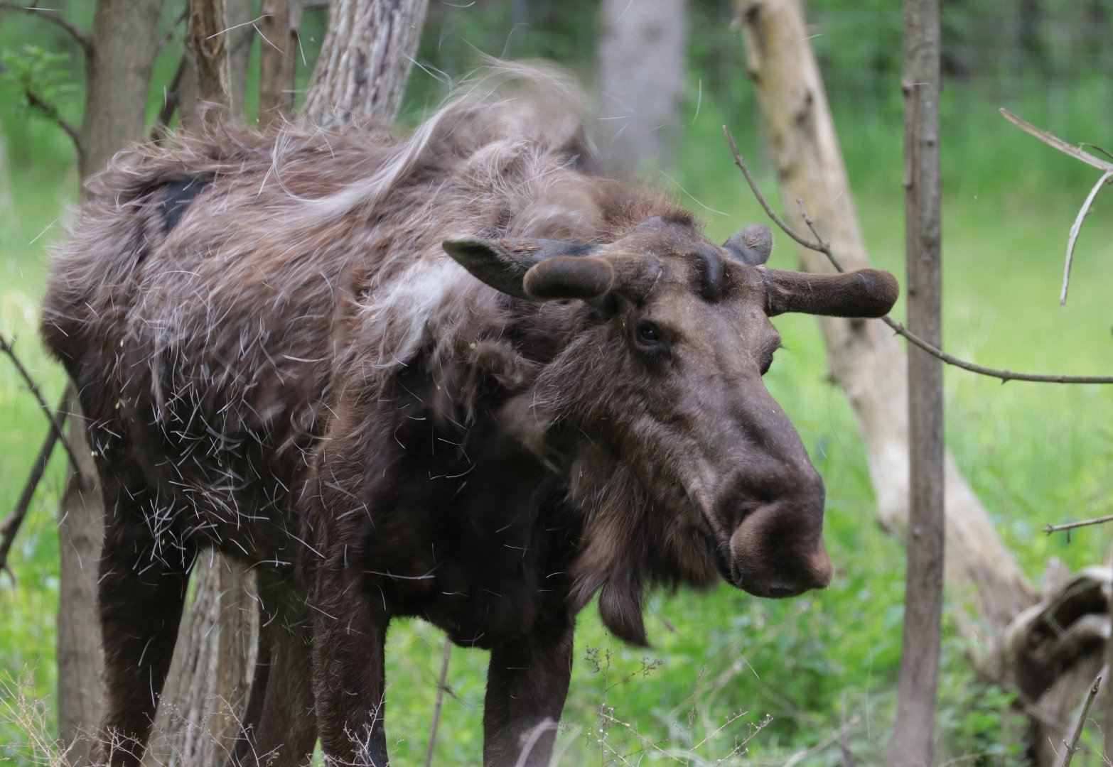 Moose - Potter Park Zoo - 05/20/19