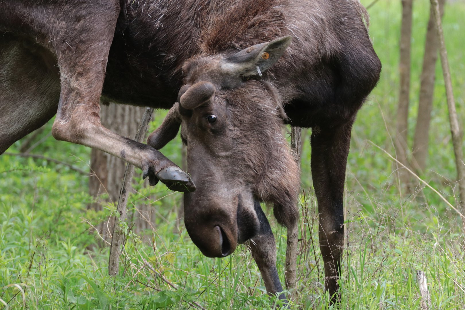 Moose - Potter Park Zoo - 05/20/19