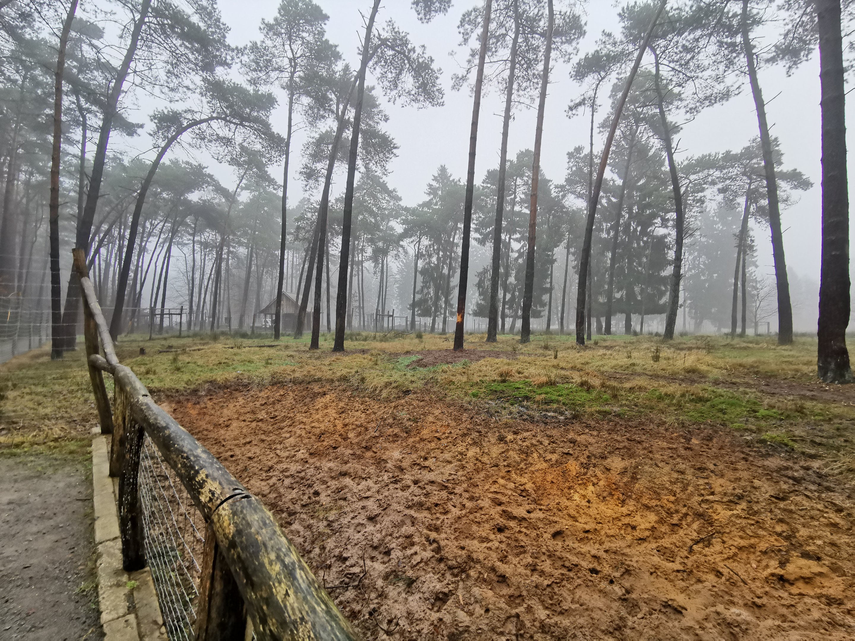 Moose & roe deer enclosure (1)