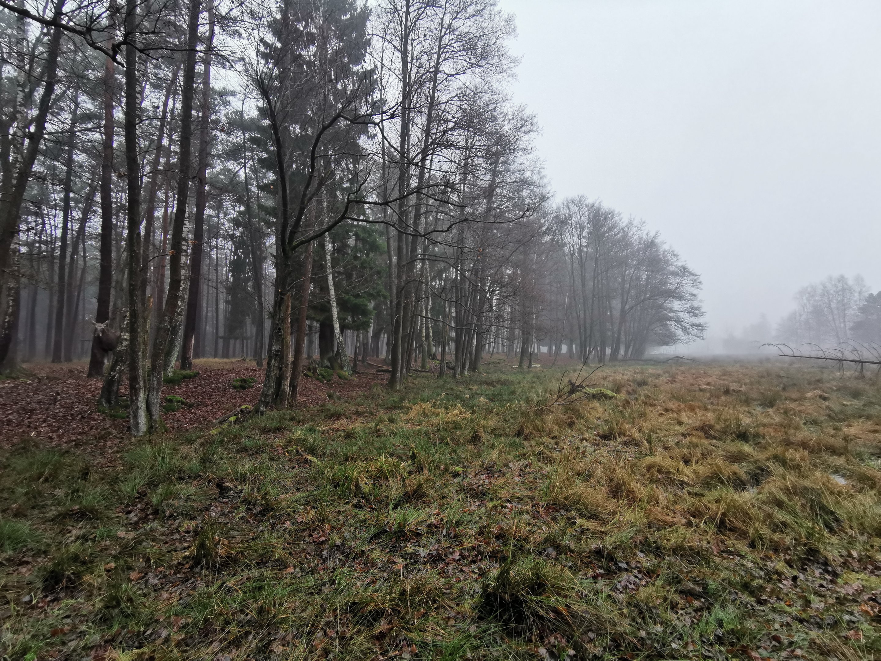 Moose & roe deer enclosure (2)