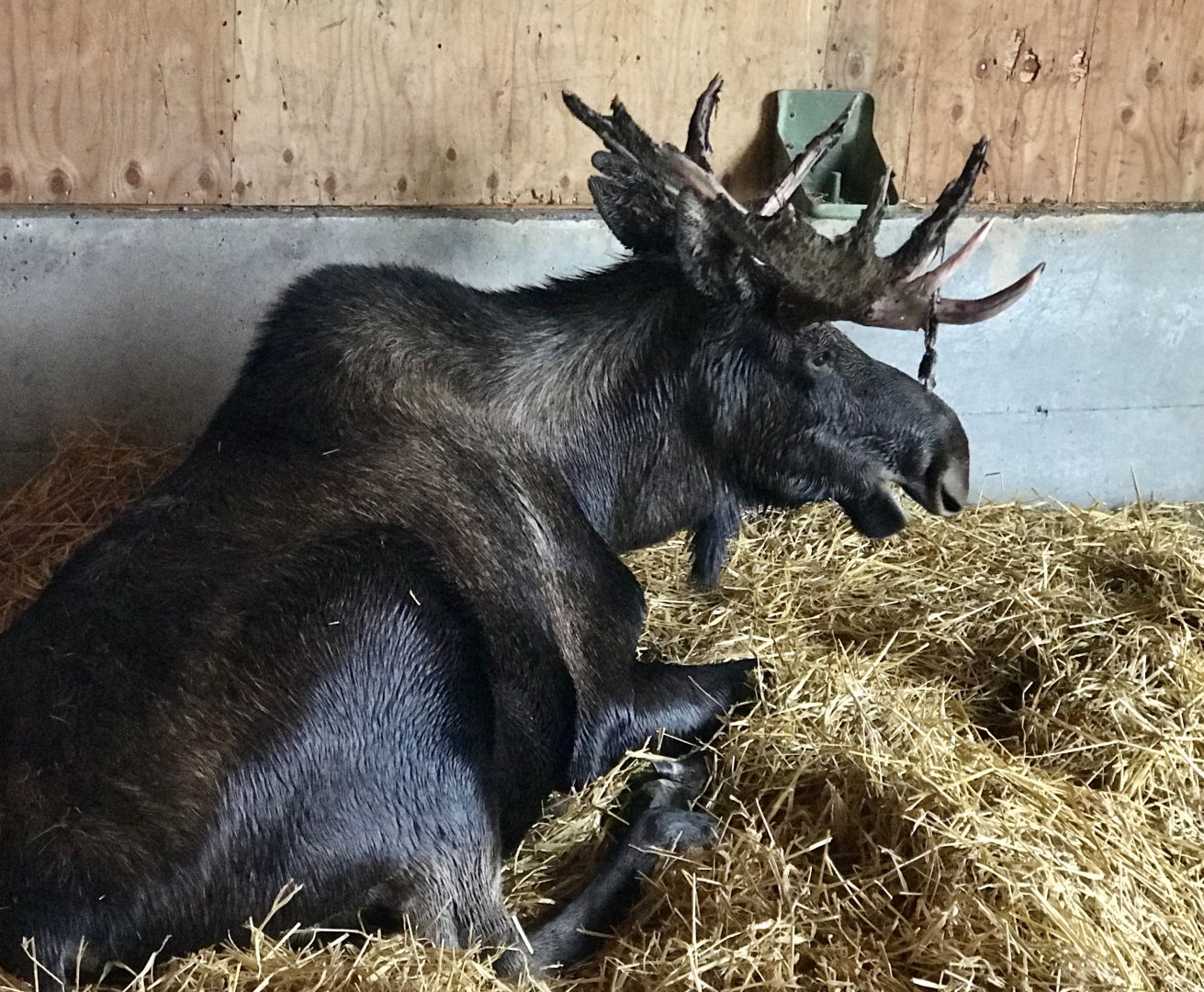 Moose...seeking shelter against the wind