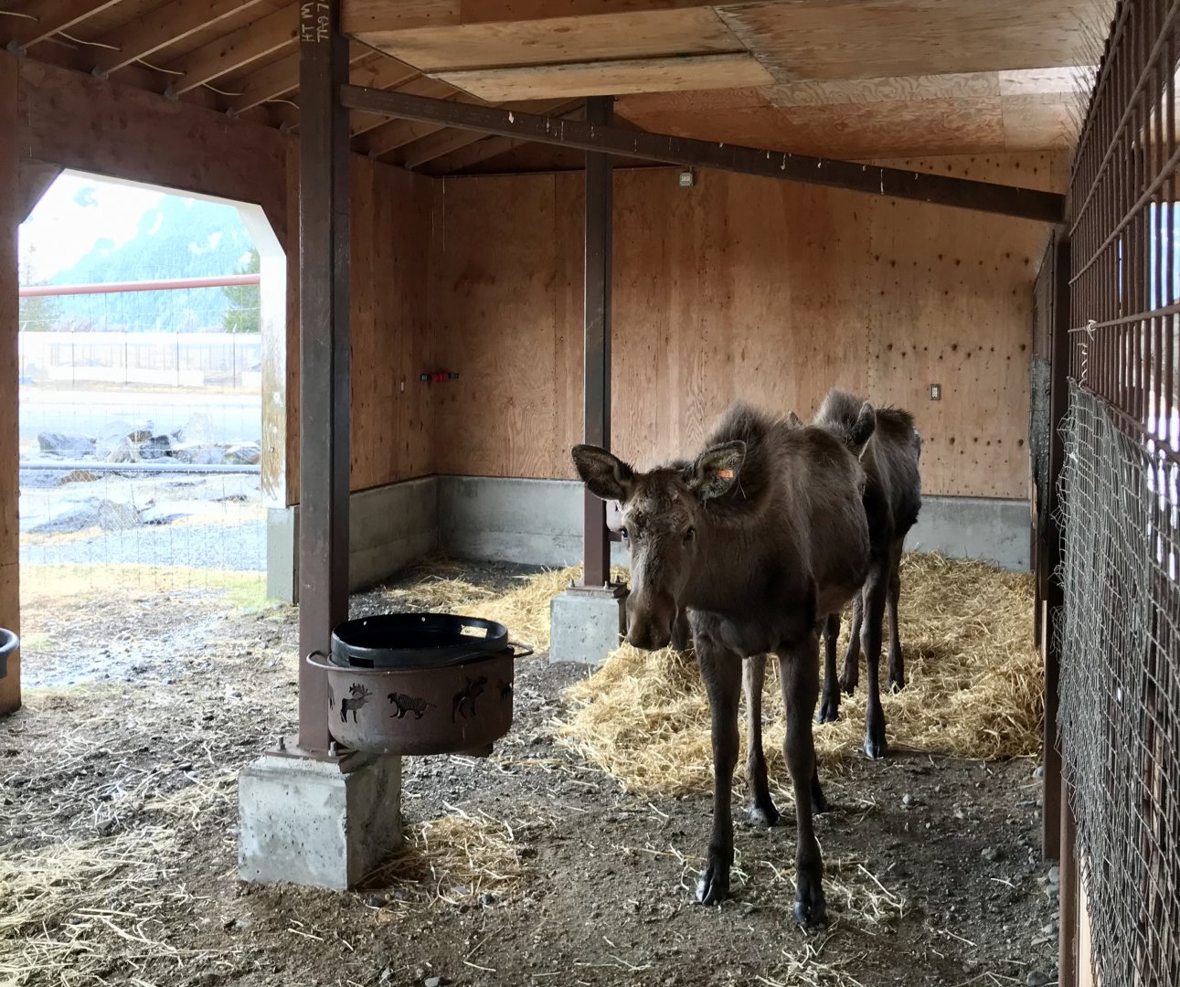 Moose Shelter