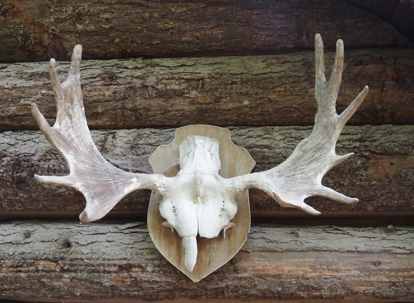 Moose skull and antlers as part of theming, 2024-08-05
