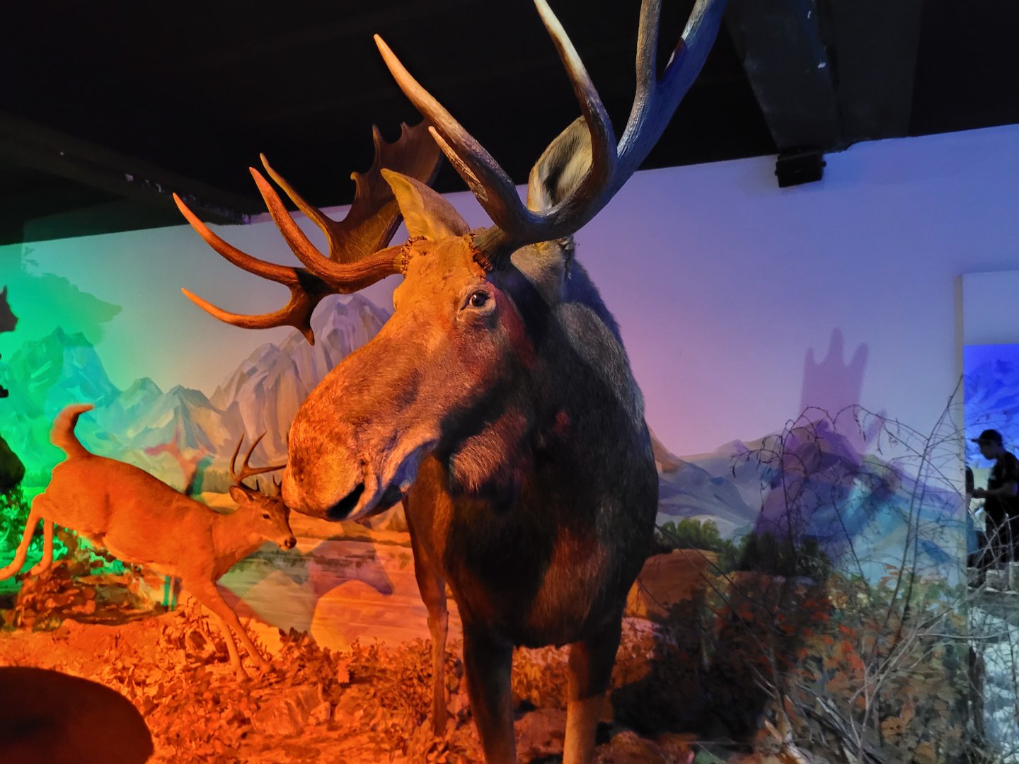 Moose taxidermy -Parc Animalier des Pyrénées (2023)