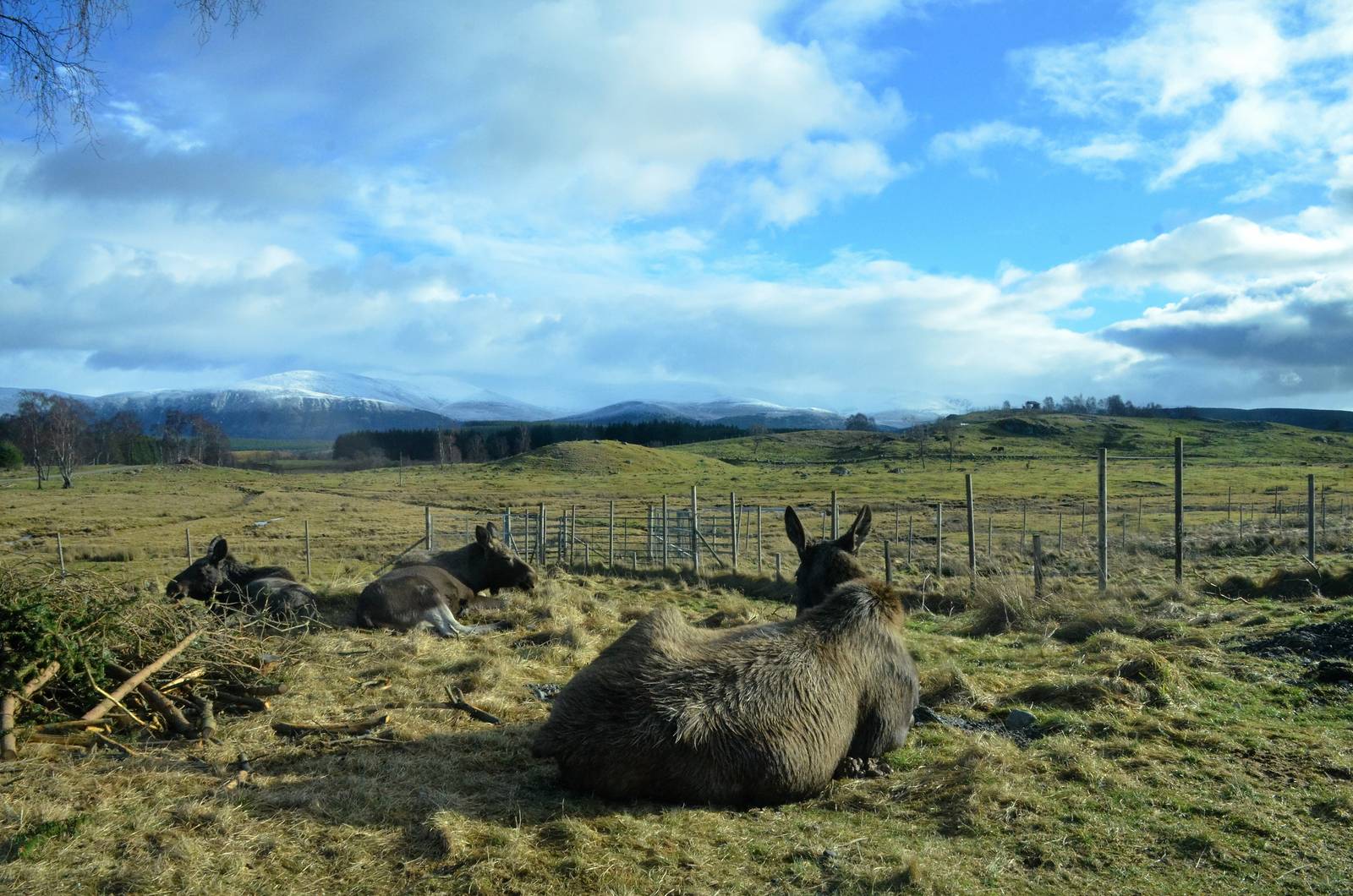 Moose with a View at Highland WP, 10/02/16