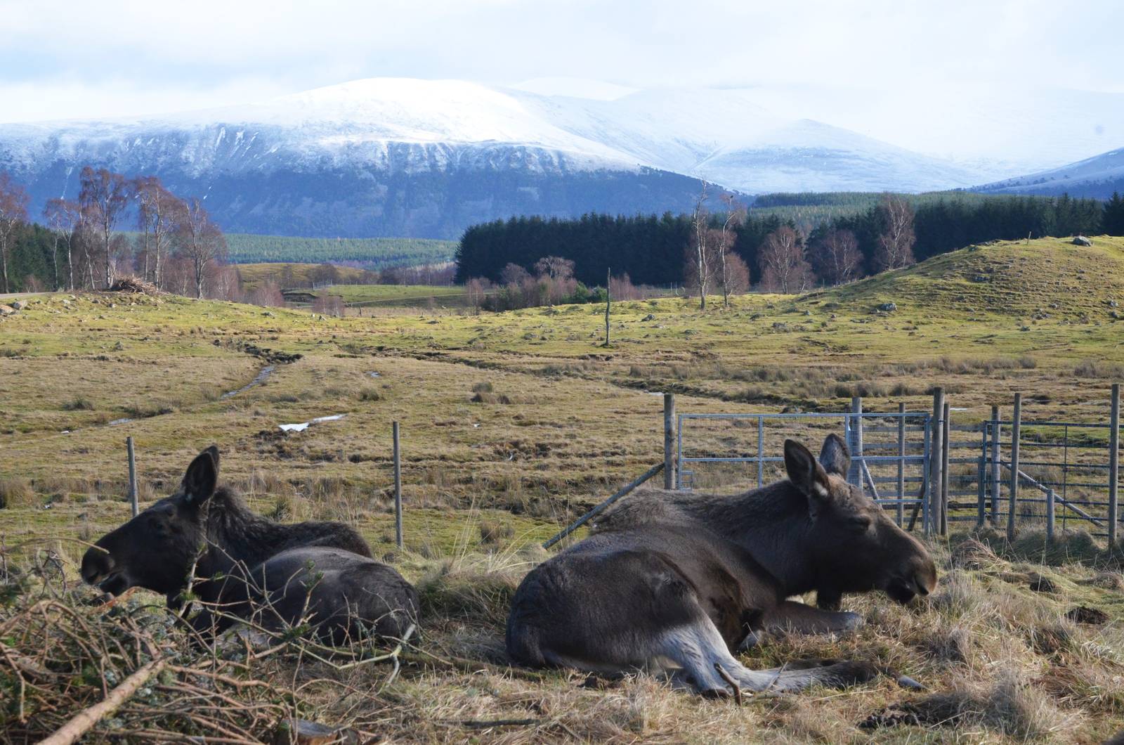 Moose with a View at Highland WP, 10/02/16