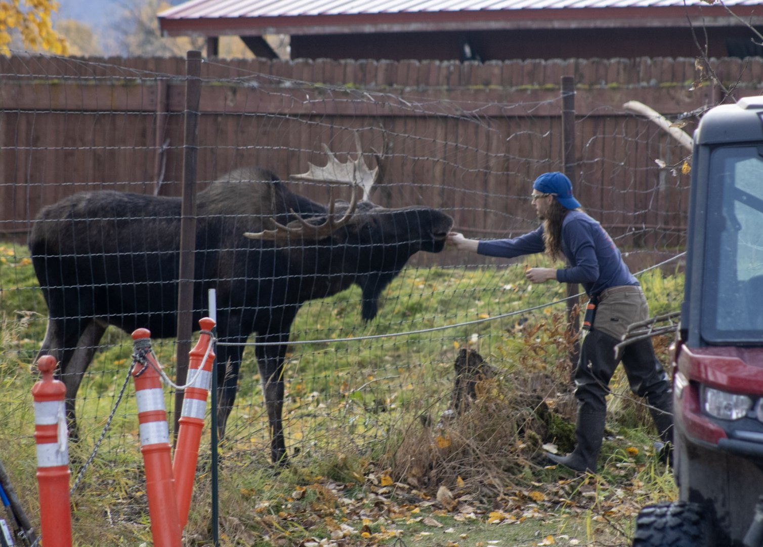 Moose with Keeper