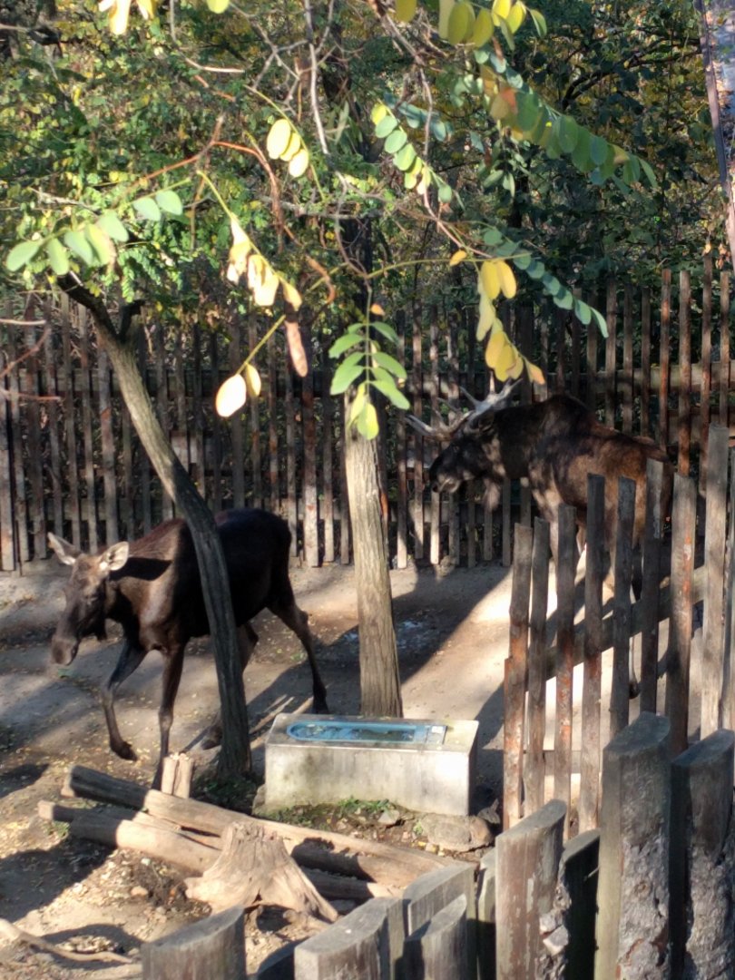 Moose Zoo Praha 2018