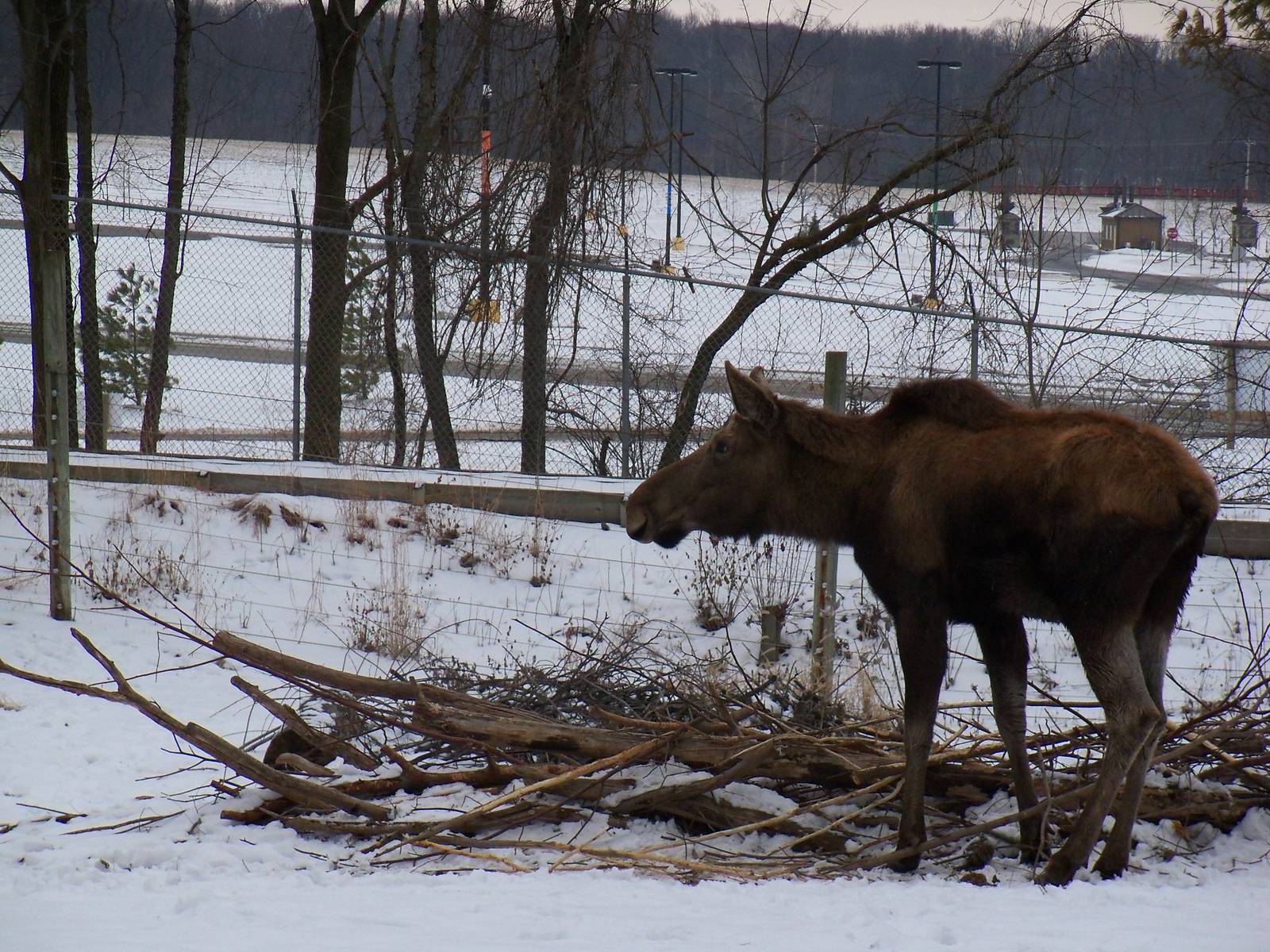 Moose