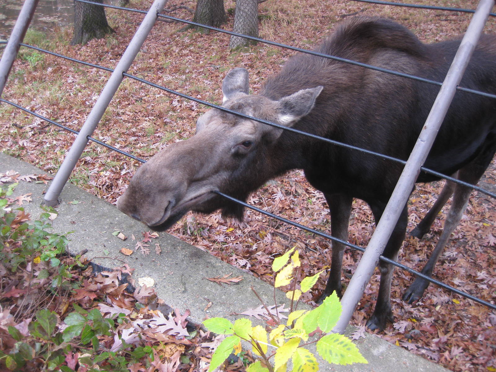 Moose