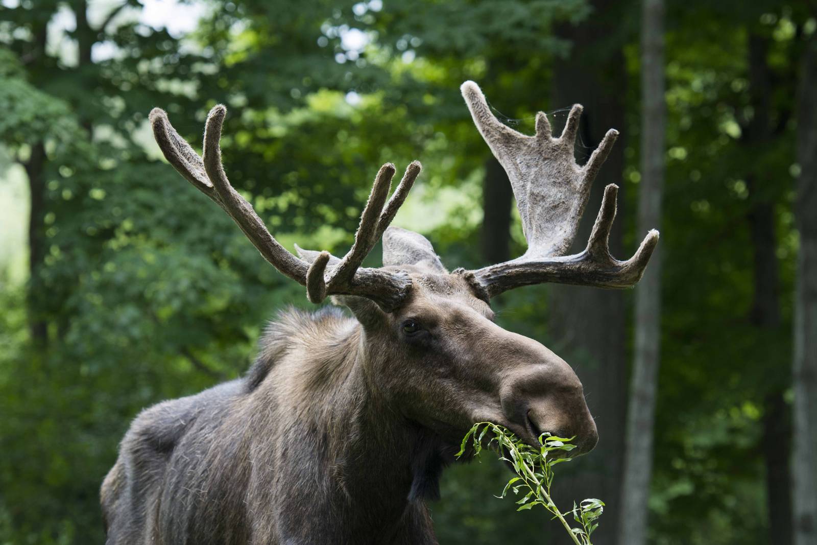 Moose