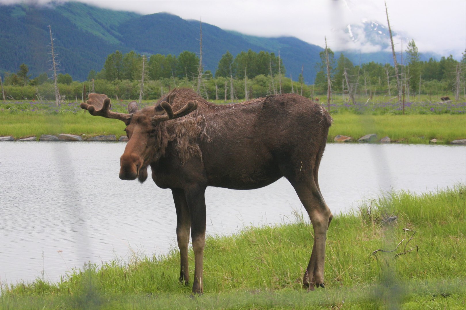 Moose