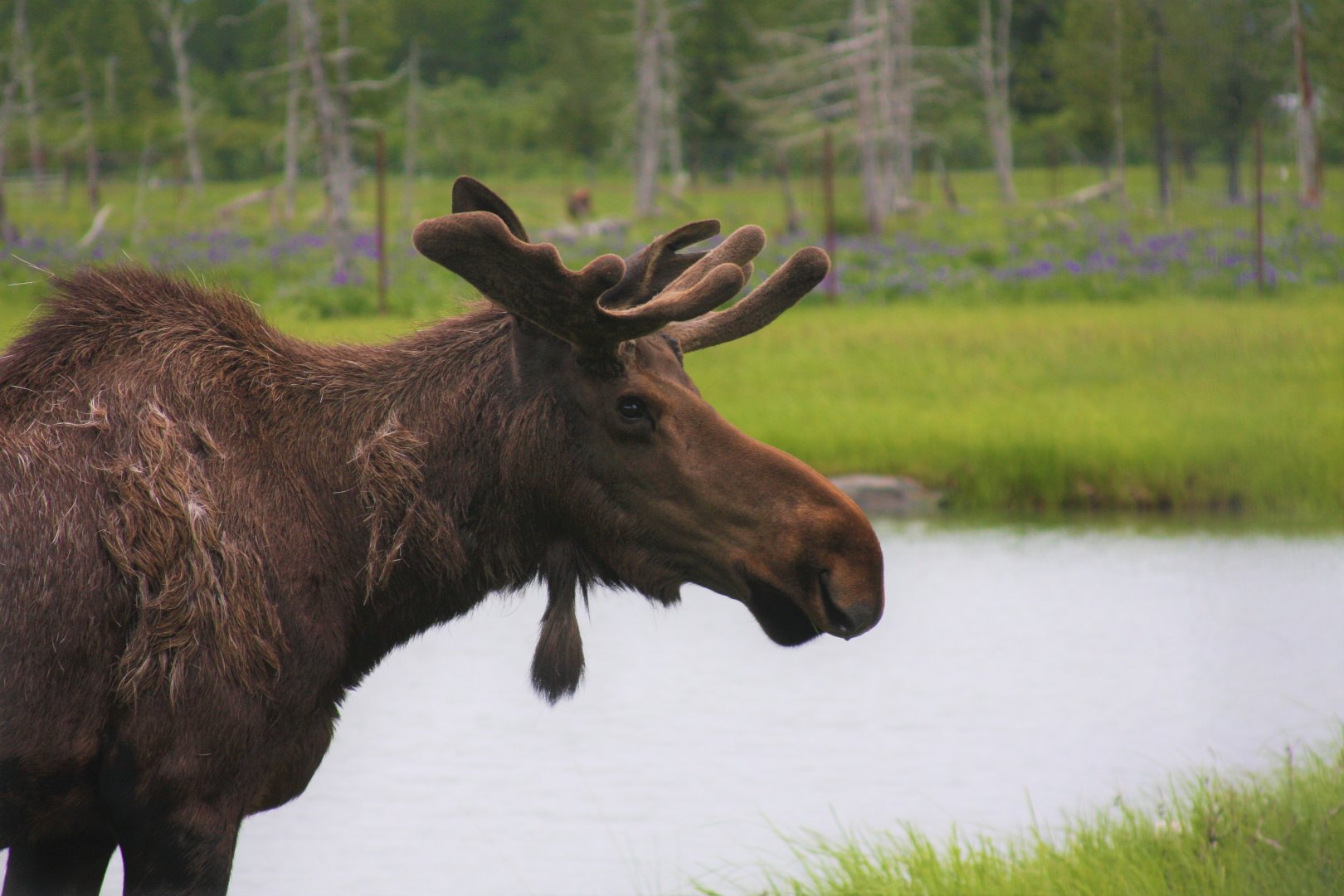 Moose