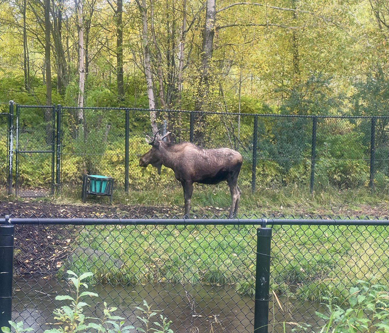 Moose