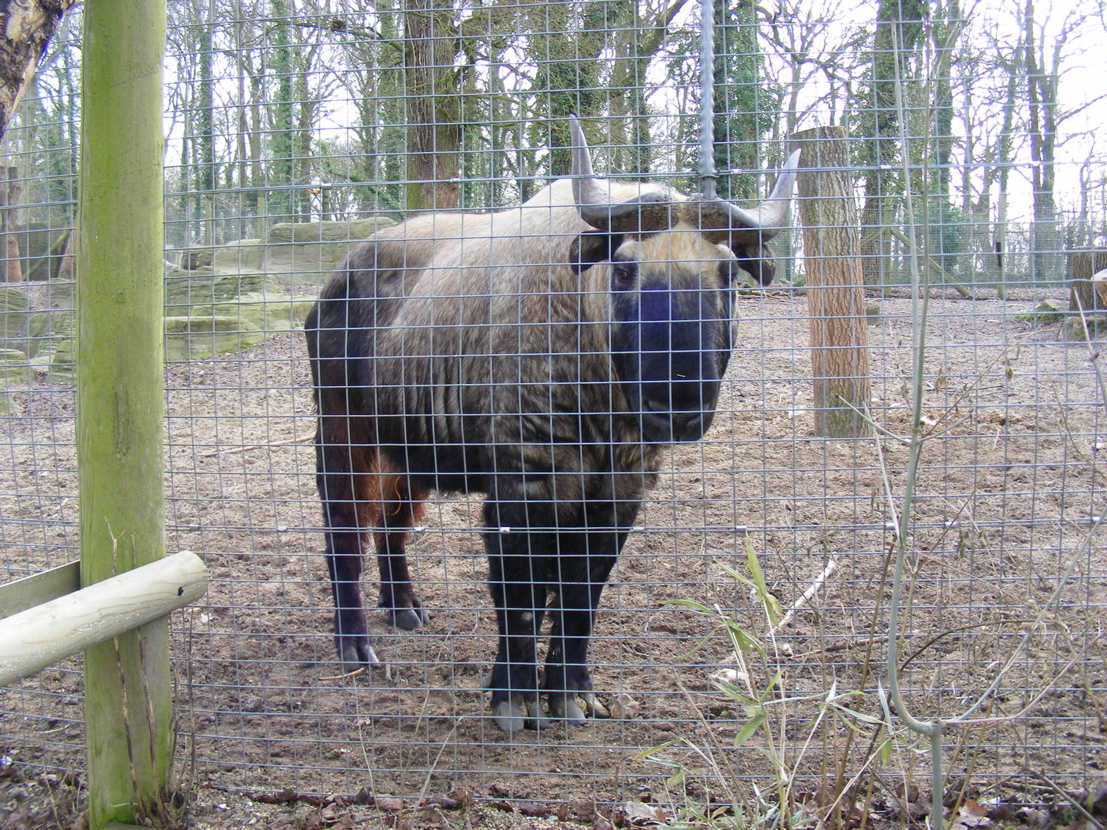 Mooshu the mishmi takin at Marwell Wildlife, 31 January 2010