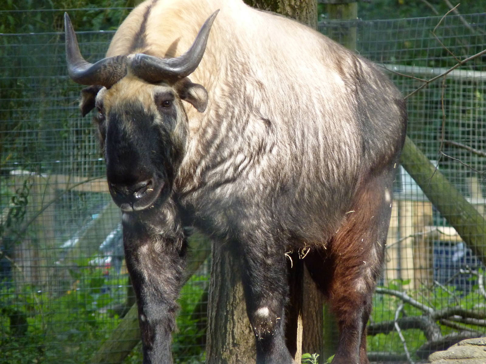 Mooshu the Takin