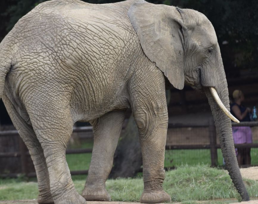 Mopane, African Elephant (Loxodonta africana)