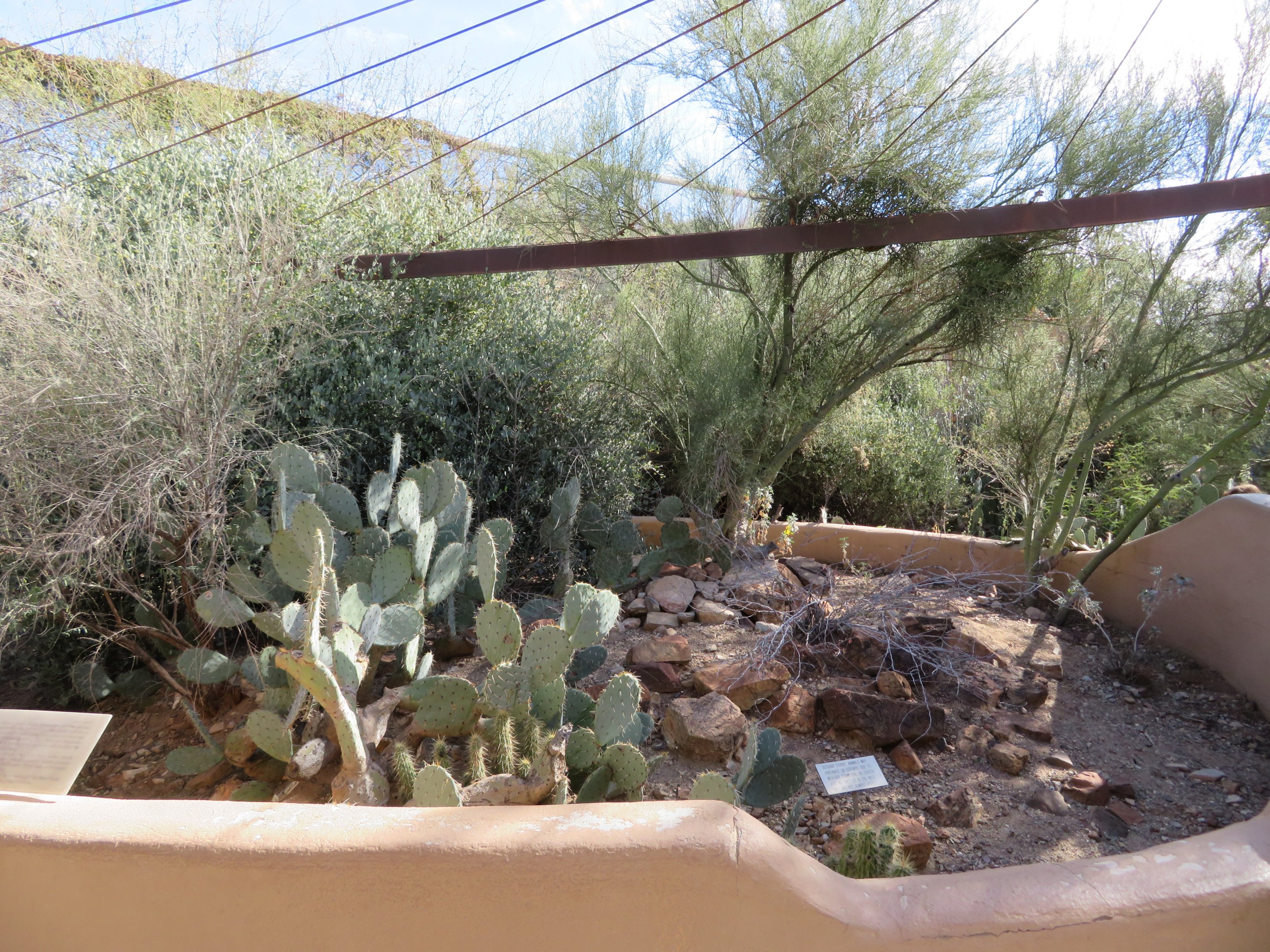 Morafka's Desert Tortoise Exhibit