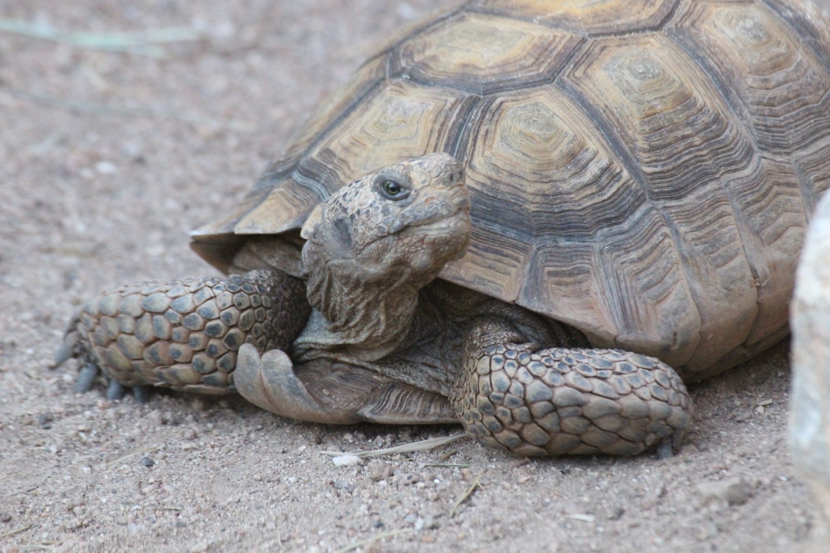 Morafka's Desert Tortoise