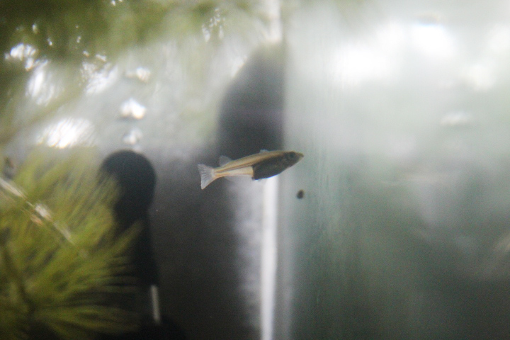 Moramo ricefish (Oryzias moramoensis) - PCBA