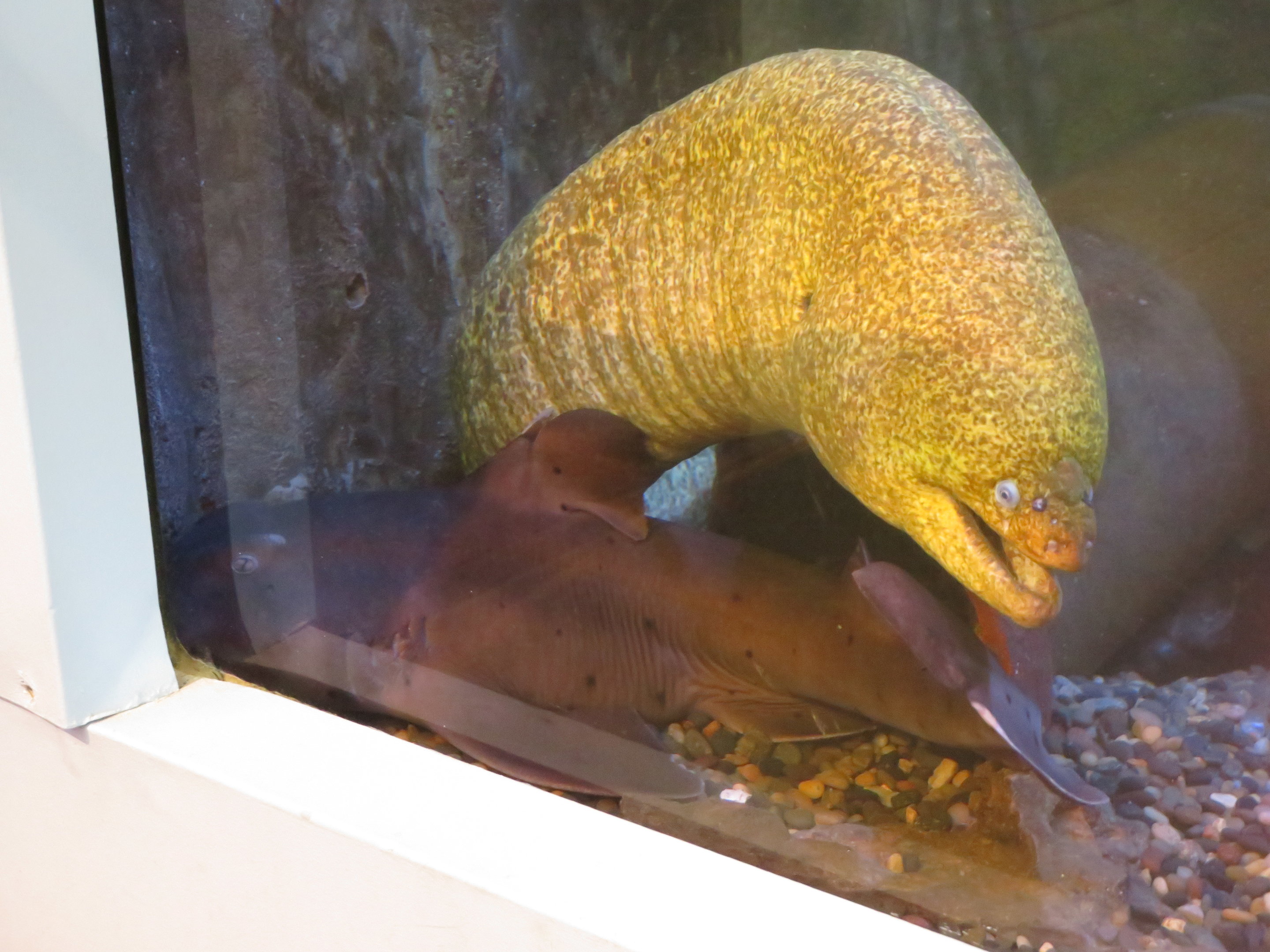 Moray and Horn Shark