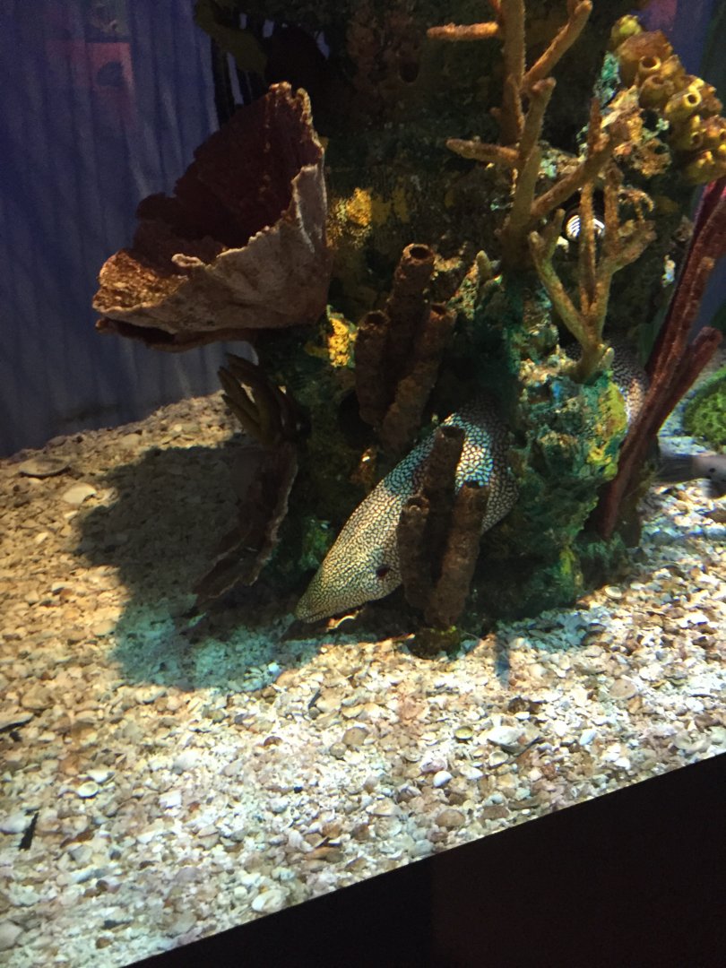 Moray Eel 6-23-2017