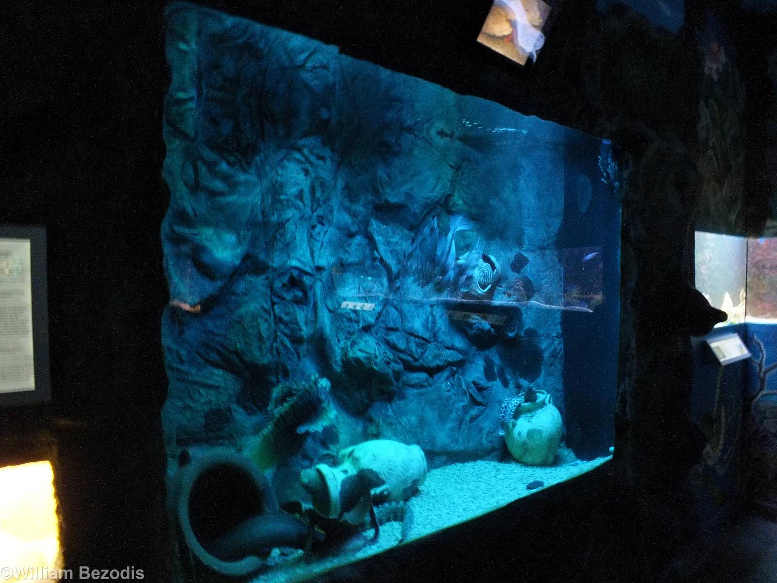 Moray Eel and Lionfish Tank