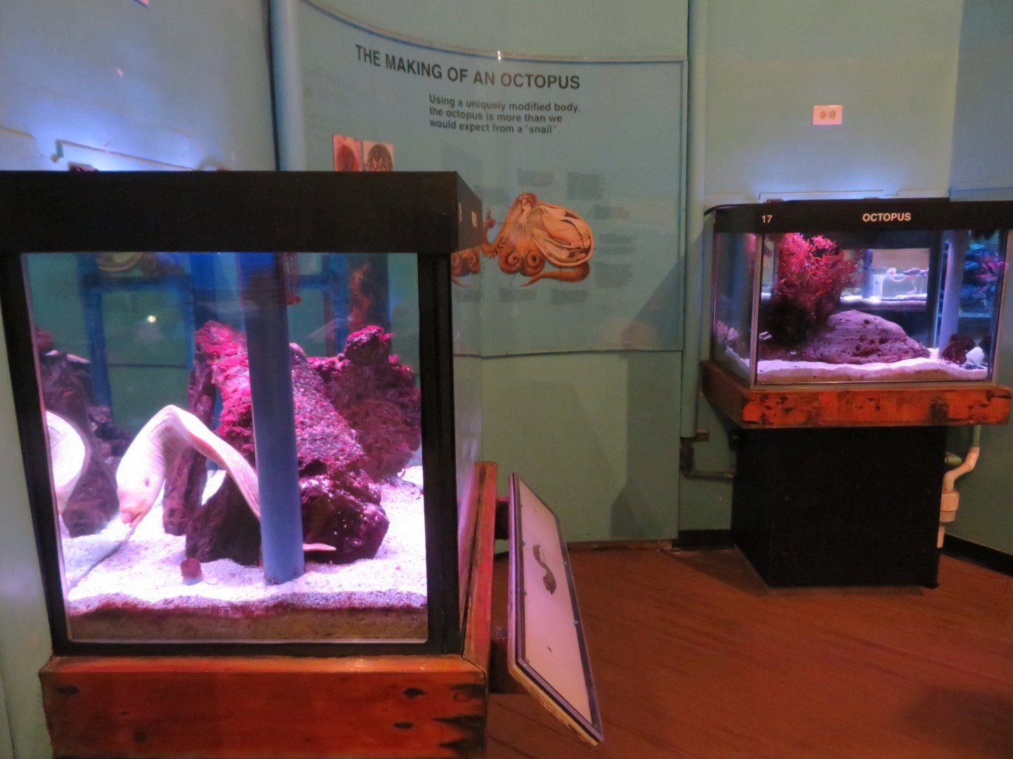 Moray Eel and Octopus Tanks