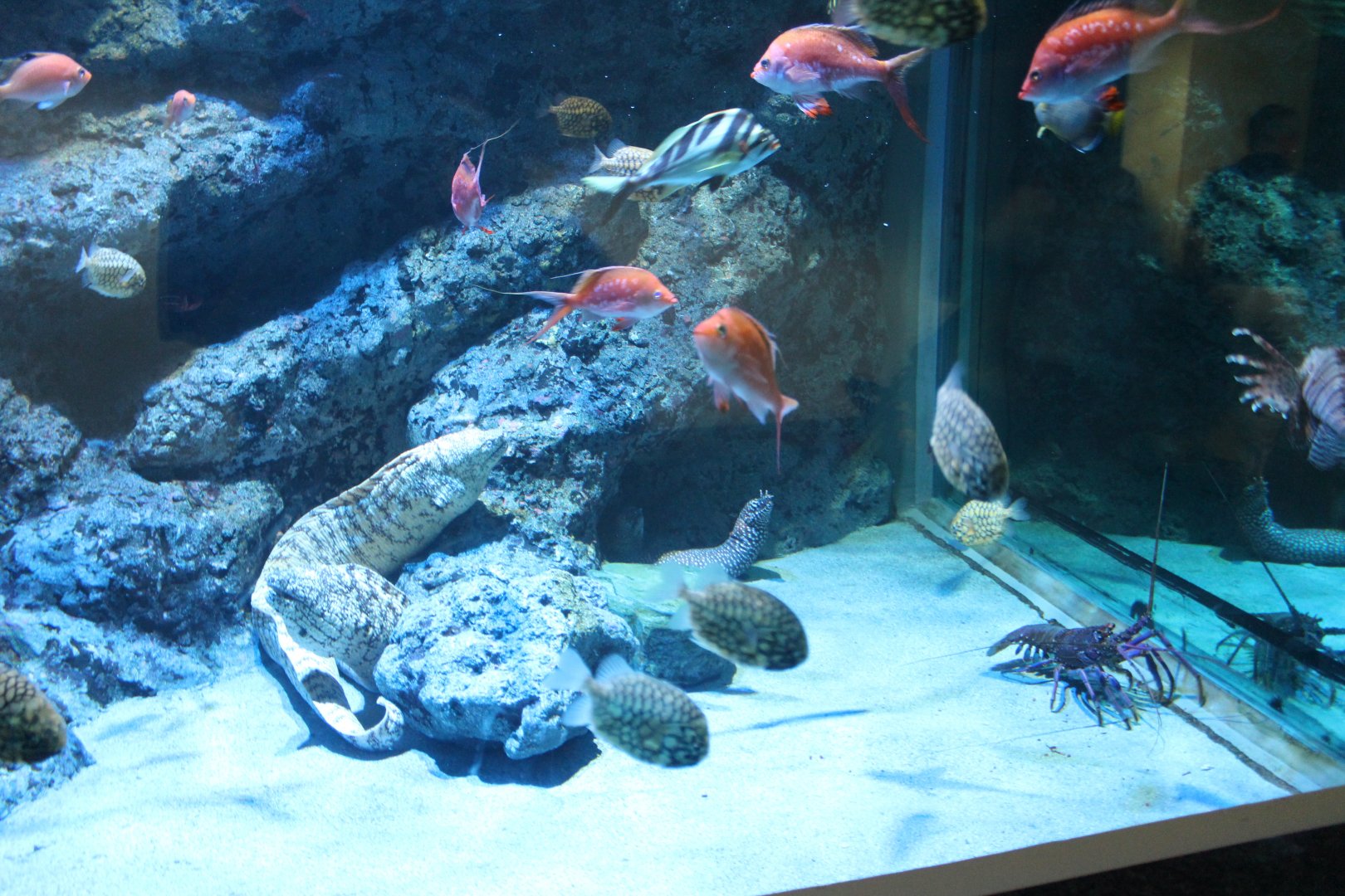 Moray eel and others