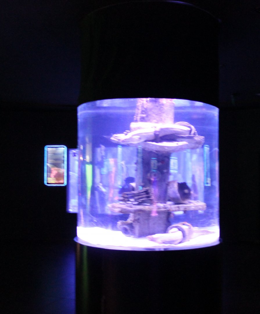 Moray-eel aquarium