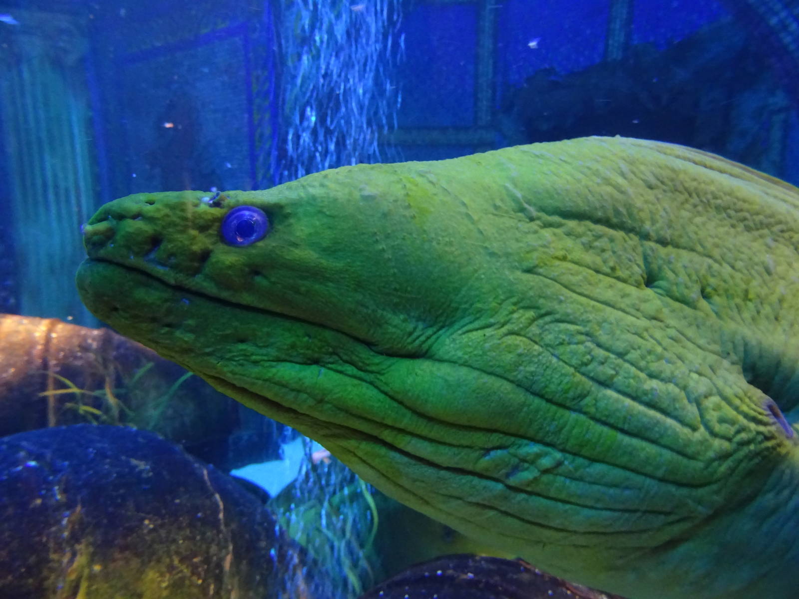 Moray Eel at SeaWorld Orlando