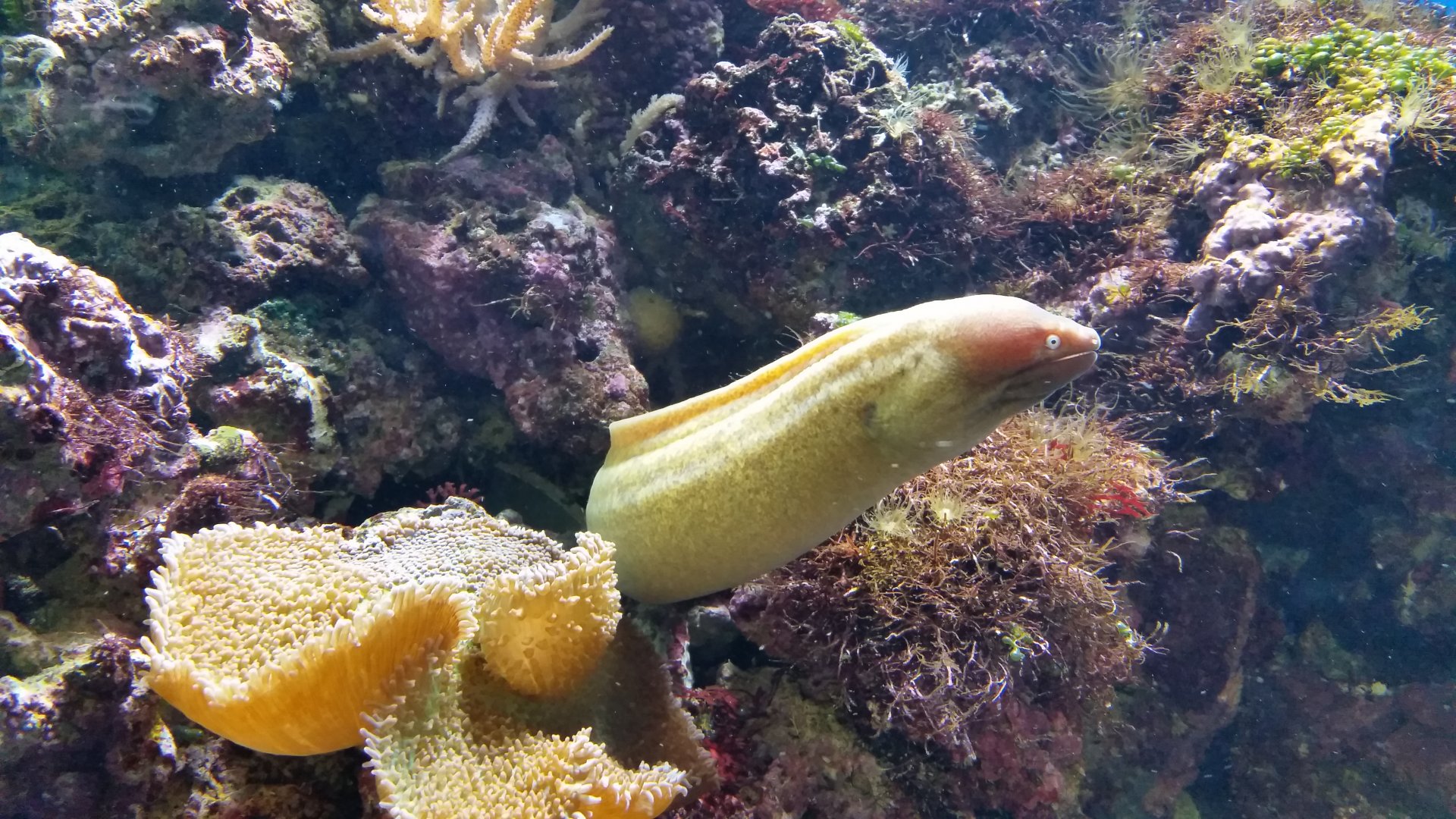 Moray Eel, August 2017