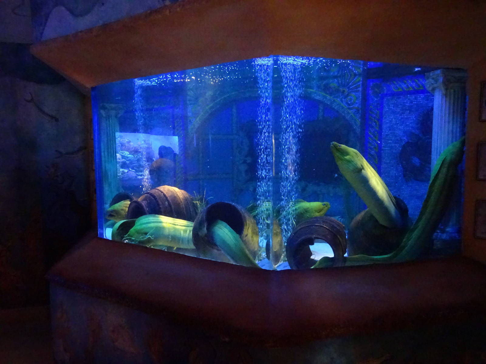 Moray Eel Exhibit at SeaWorld Orlando