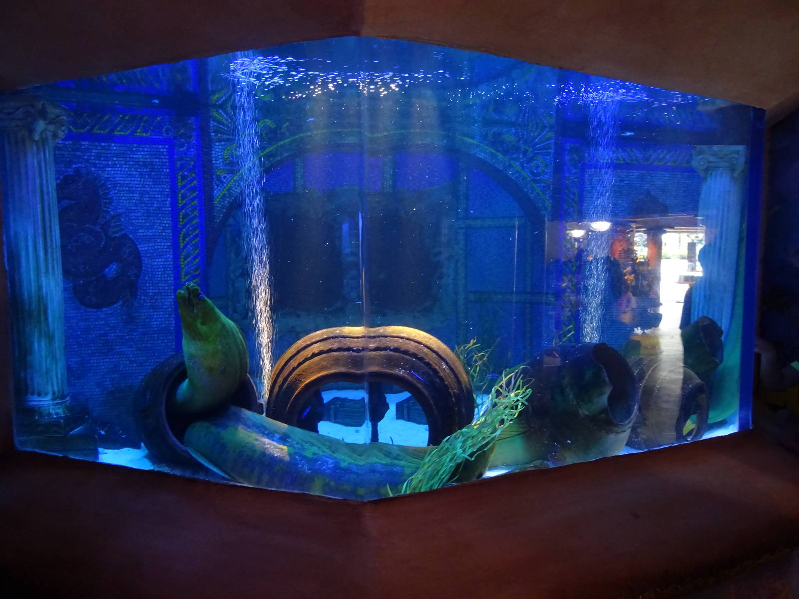 Moray Eel Exhibit at SeaWorld Orlando