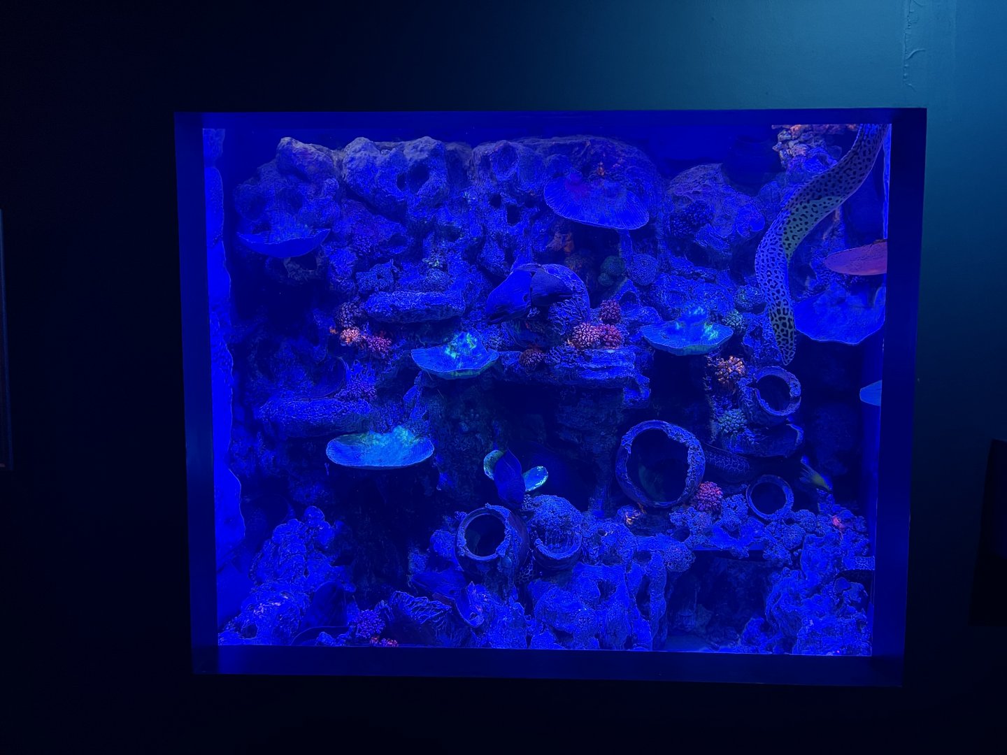 moray eel exhibit - BX Sea