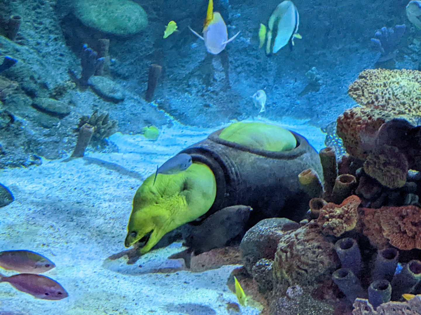 Moray eel from tunnel