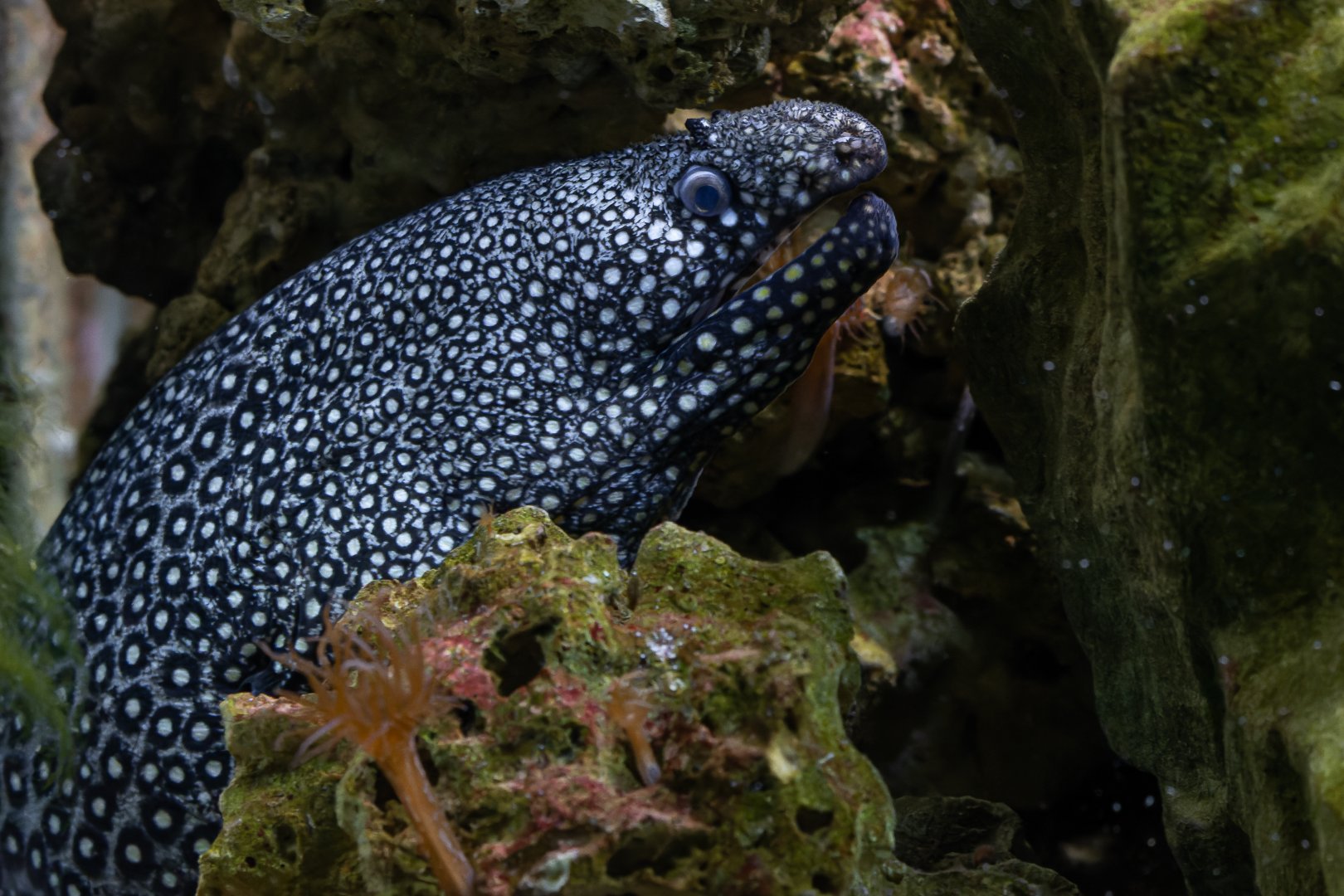 Moray eel ID - Mořský svět (Sea world) Praha