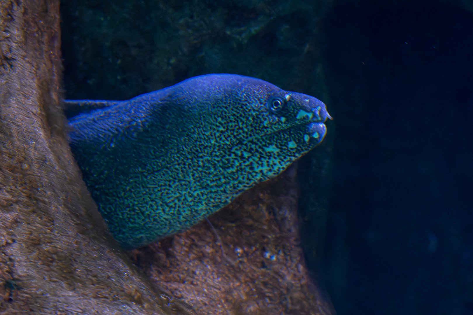 Moray eel ID - Zoo Wroclaw (Afrykarium)